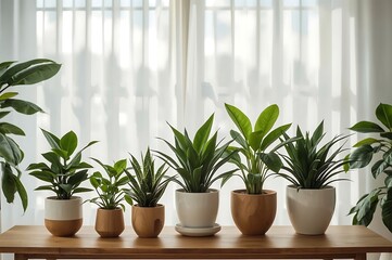 Fototapeta premium A row of various potted green houseplants with lush leaves arranged on a wooden table in front of a bright window with sheer curtains