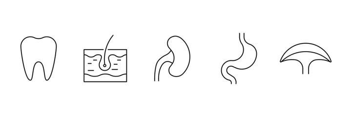 Human internal organs outline icons set tooth skin kidney stomach bladder vector illustration bundle pack design for medical infographic.