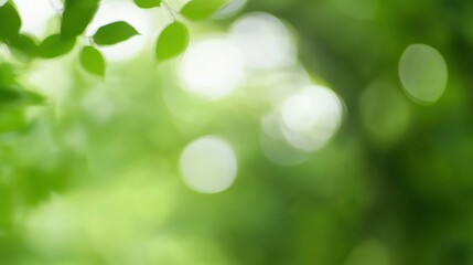Obraz premium Blurred Green Natural Bokeh Background with Defocused Light, Soft Abstract Ambient Design Resource.