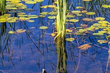 water lily in the pond