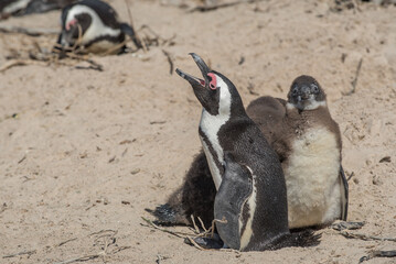 African penguin (Spheniscus demersus) on Boulder Beach in Cape Town