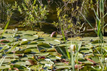 water lily in the pond