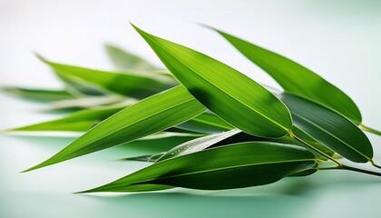 fresh bamboo leaves