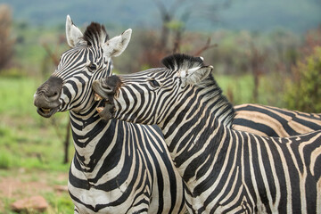 A plains zebra gnawing on the neck of a second zebra
