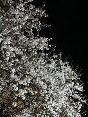 blooming flowers at night