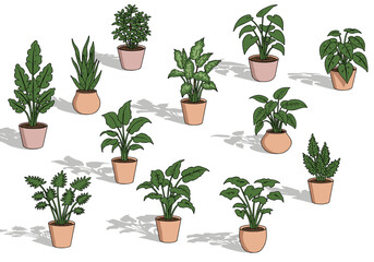 Assorted green houseplants in terracotta pots arranged on white background  