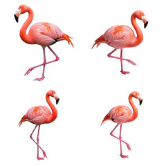 Obraz premium Four pink flamingos in different elegant poses, displayed against a black background. Each bird features long legs, curved necks, and black-tipped beaks—ideal for wildlife or fashion visuals