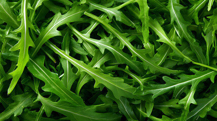 Fresh arugula leaves are displayed with vibrant green hues, perfect for enhancing dishes and salads