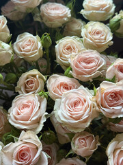 Bouquet of roses. Roses tenderness. 