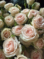 Bouquet of roses. Roses tenderness. 