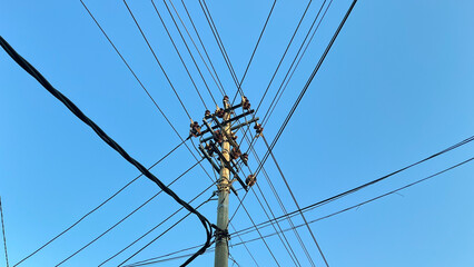 Fototapeta premium electric pole with many branches and neat cables