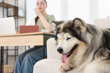Woman suffering from allergy while working and her dog at home, selective focus