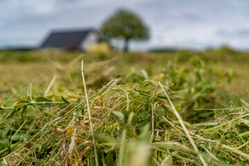 Organic pea plants in wrap hay Denmark, 2025