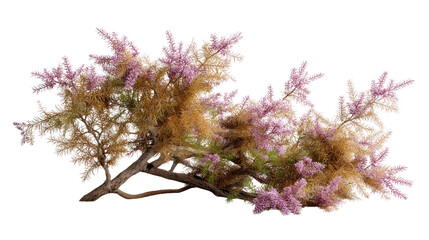Tamarisk Branch: Delicate pink and yellow flowers bloom on a sprawling tamarisk branch, showcasing its intricate textures and unique form.