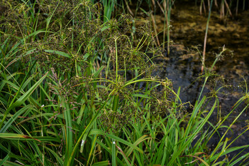 Wood club-rush (Scirpus sylvaticus) foliage in a wet meadow in July.