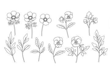 Elegant floral outlines create a delicate botanical design featuring anemones and pansies for versatile creative projects.