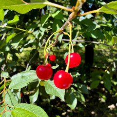 Closeup of ripening cherry berries against background of leaves in sunny summer garden. High quality photo
