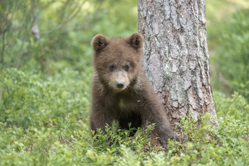 Young brown bear cub is curiously exploring a lush green forest near a tree trunk © Juha Saastamoinen