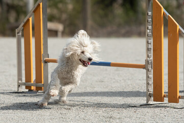 White poodle joyfully leaps over an agility hurdle while participating in a training session at an...