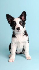 Adorables Cachorros de Border Collie sobre Fondos de Colores, Generated image