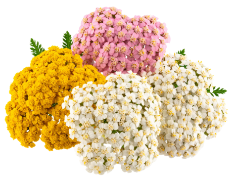 Set of Yarrow Flowers in Yellow, Pink, and White Variants, isolated on a transparent background