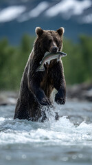 Obraz premium Brown bear standing in river water catching a salmon in its mouth