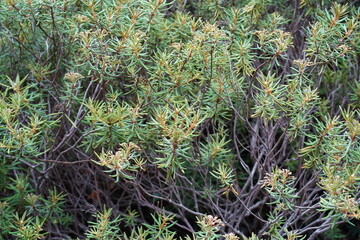 Teilaufnahme von Sumpfporst (Ledum palustre) im Sommer