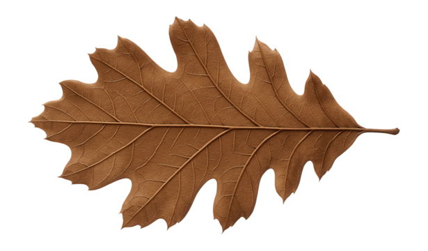 Oak leaf with prominent venation and lobed margins in mid-brown hue