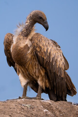 Majestic portrait of a Rüppell's vulture standing tall on a rock against a clean blue sky. Sharp...