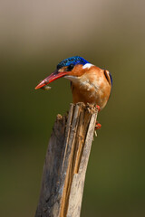 Malachite kingfisher crouches on post with prey