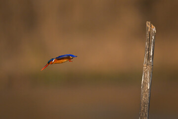 Malachite kingfisher dives away from leaning post