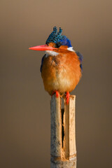 Malachite kingfisher faces camera on marker post
