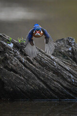 Malachite kingfisher flies from log towards camera