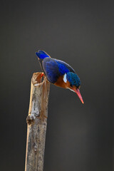 Malachite kingfisher flies down from bamboo post