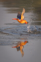 Malachite kingfisher flies from river holding bug