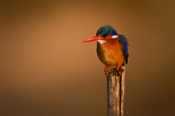Malachite kingfisher facing left on worn post