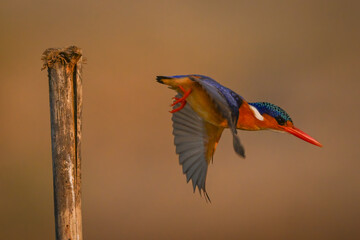 Malachite kingfisher flies off from worn post