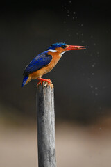 Malachite kingfisher crouches on post holding prey