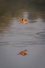 Malachite kingfisher flies over river carrying bug