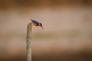 Malachite kingfisher dives off post to fish