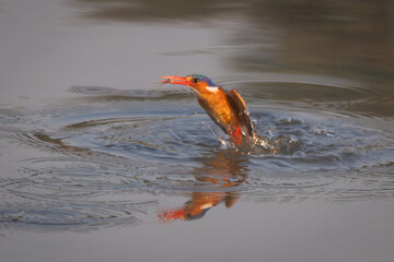 Malachite kingfisher flies from river holding insect