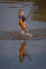 Malachite kingfisher flies splashing out of water