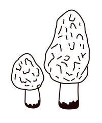 mushroom vector illustration of a mushroom