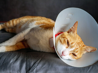 Sick cat, cat wearing a protective plastic collar cone