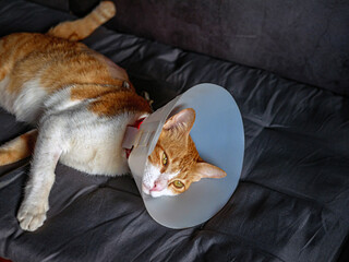 Sick cat, cat wearing a protective plastic collar cone