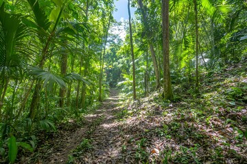 Obraz premium Lush Green Forest Pathway Surrounded by Vibrant Tropical Foliage