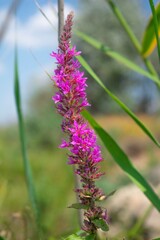 Close-up of a purple loosestrife flower blooming in a natural outdoor setting, surrounded by green...
