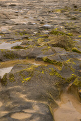 Close-up view of beach rocks covered with green moss and shallow water, creating a natural abstract pattern. Vertical shot.