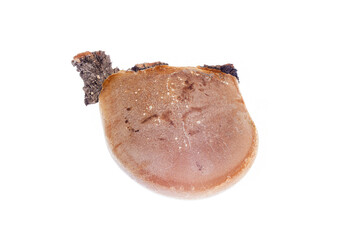  Wild bracket fungus dry polypore conk brown green layers white background macro