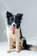 Black White Longhaired Dog Sitting
